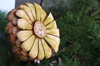 rusty flower photograph