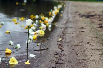 flower at wing lake beach in bloomfield hills michigan at oliver smith's memorial