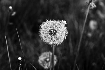 black and white flower seeds