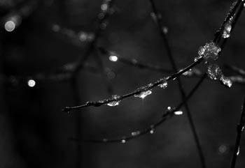 black and white ice branches in winter bloomfield hills michigan